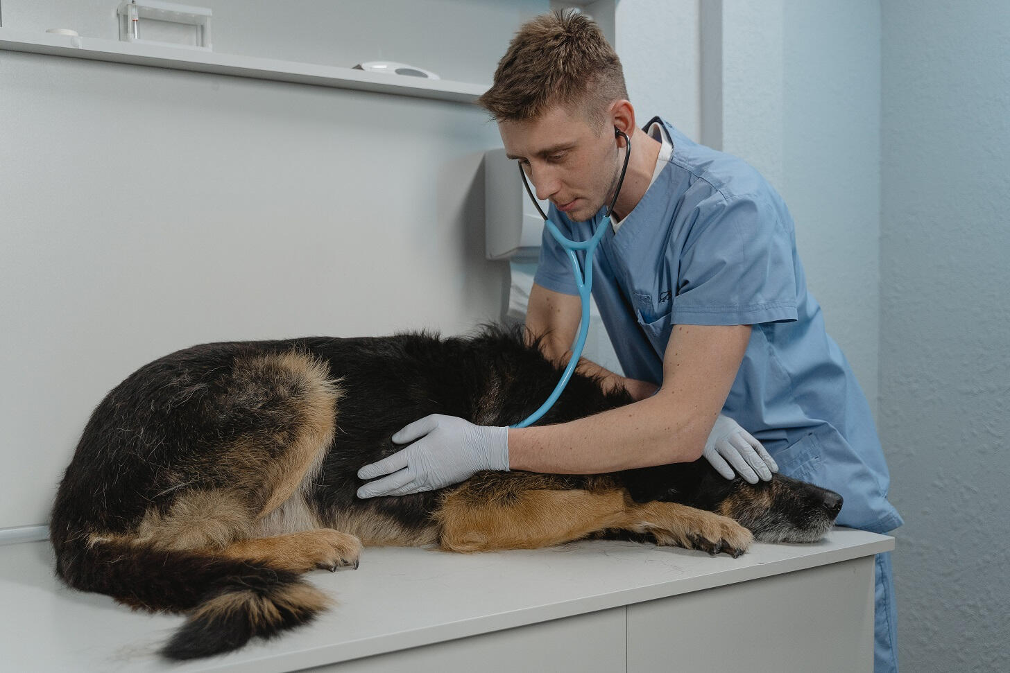 Veterinarian listening to a dog's heart